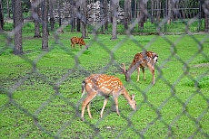 Питомник пятнистых оленей