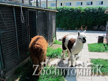 Ламы